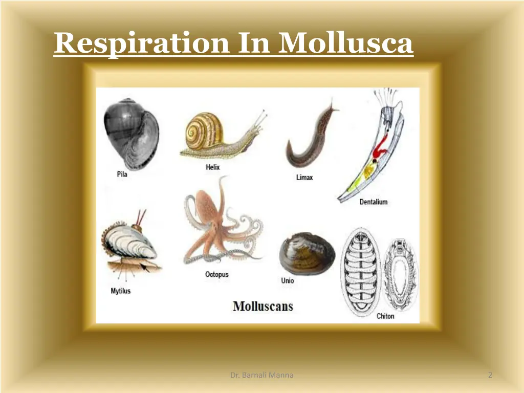 respiration in mollusca