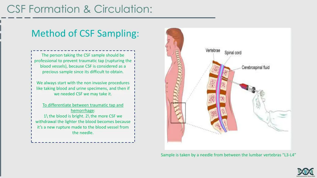 csf formation circulation 2