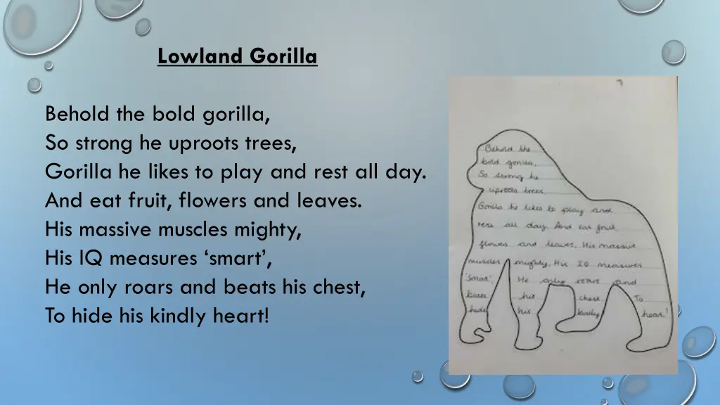 lowland gorilla