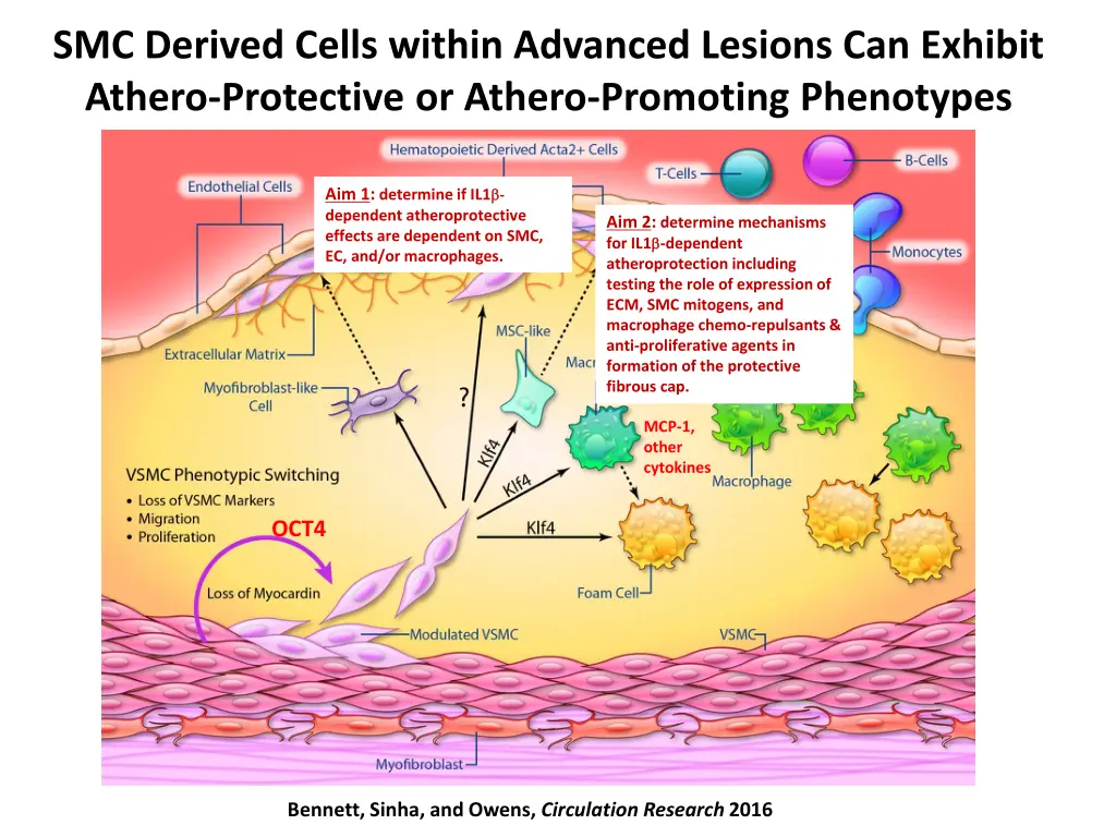 smc derived cells within advanced lesions