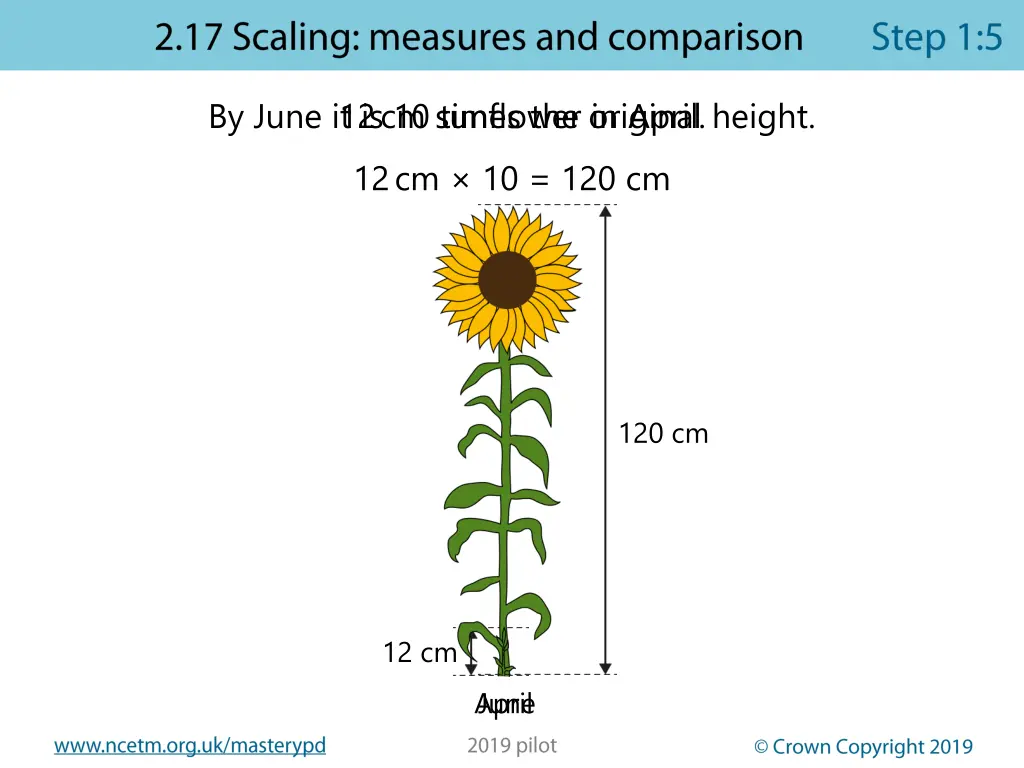 12 cm sunflower in april by june it is 10 times