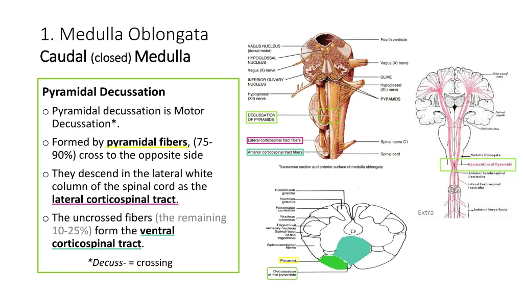 1 medulla oblongata caudal caudal closed closed 2