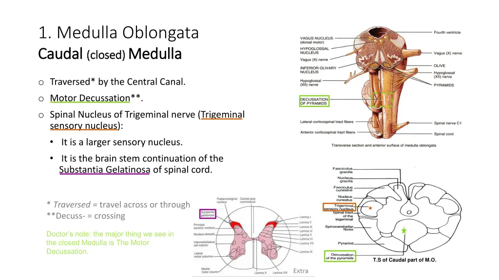 1 medulla oblongata caudal caudal closed closed