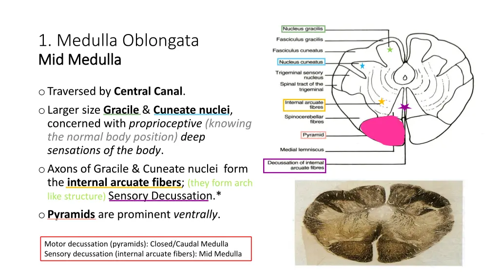 1 medulla oblongata mid medulla mid medulla