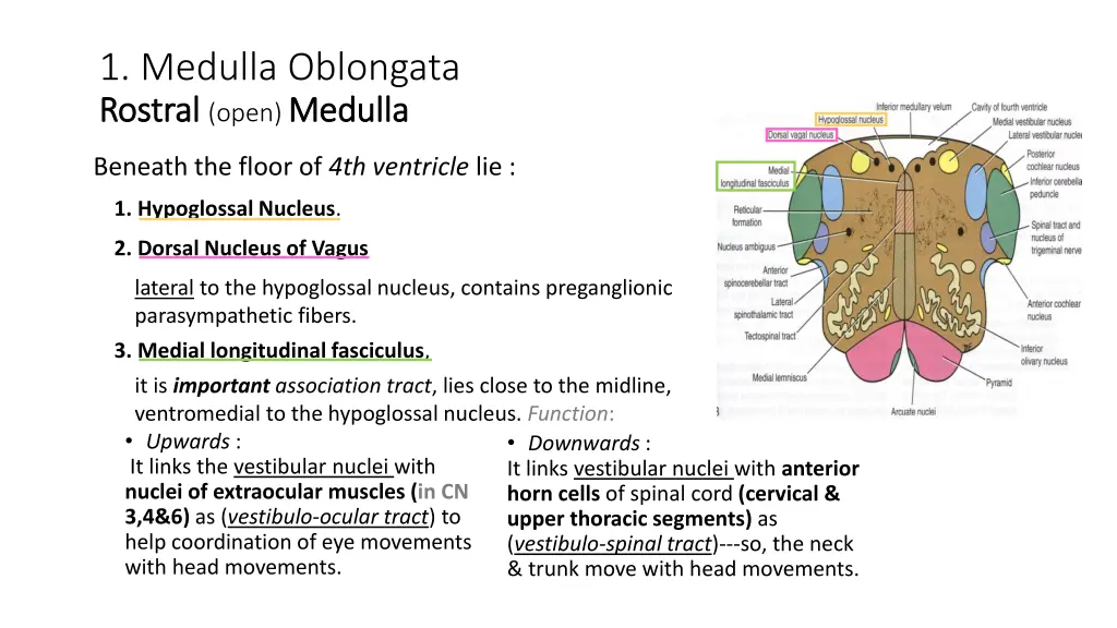 1 medulla oblongata rostral rostral open medulla 1