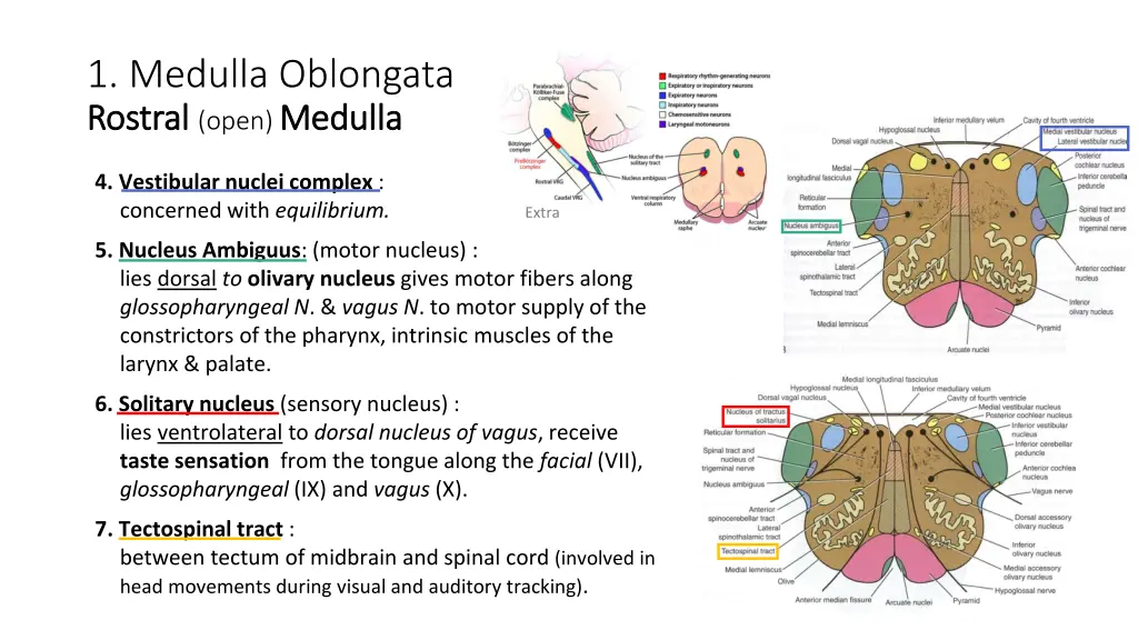 1 medulla oblongata rostral rostral open medulla 2