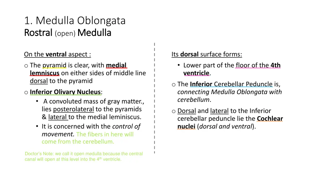 1 medulla oblongata rostral rostral open medulla