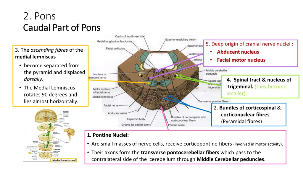 2 pons caudal part of pons caudal part of pons 1