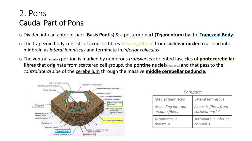 2 pons caudal part of pons caudal part of pons