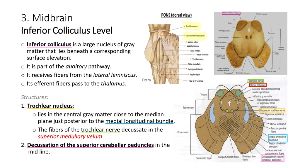 3 midbrain inferior colliculus level inferior