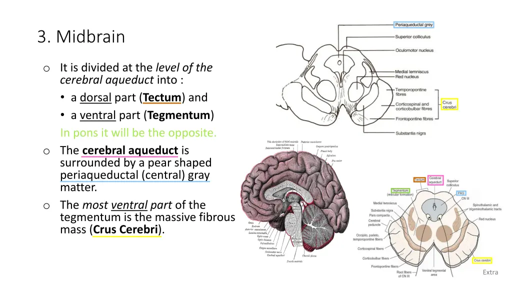 3 midbrain