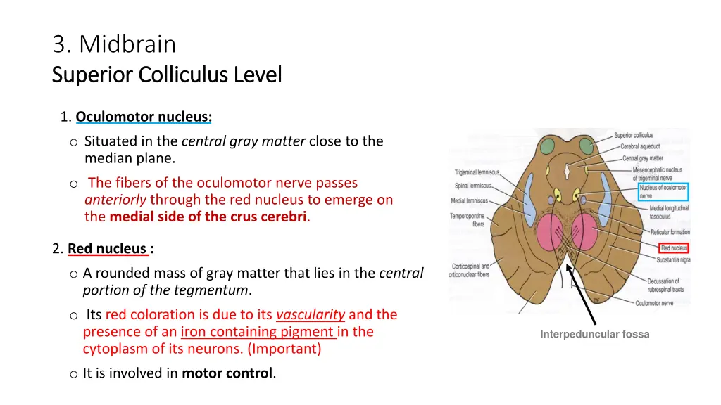 3 midbrain superior colliculus level superior 1