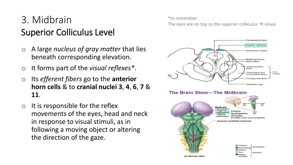 3 midbrain superior colliculus level superior