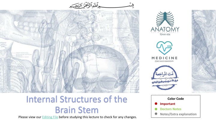 internal structures of the brain stem please view