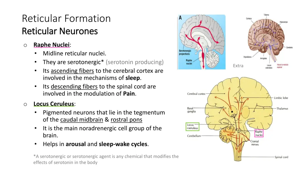 reticular formation reticular reticular neurones