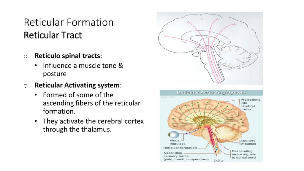 reticular formation reticular tract reticular