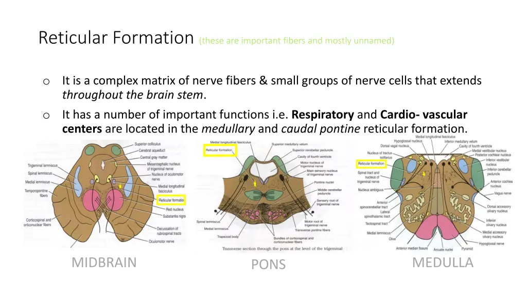 reticular formation these are important fibers