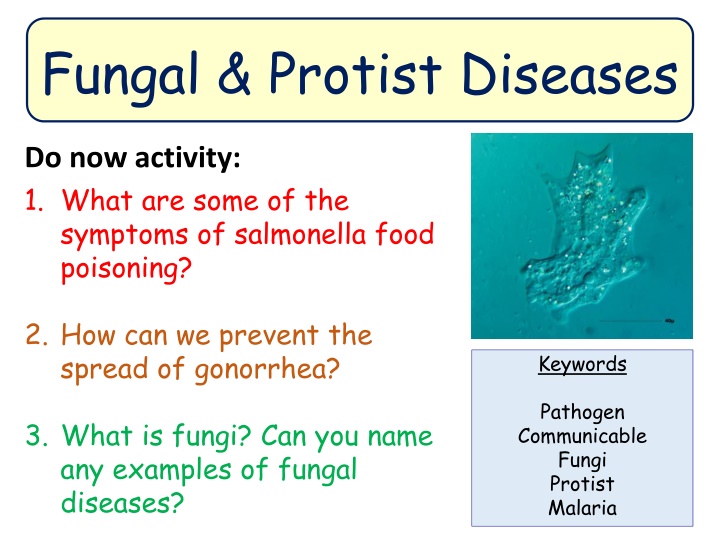 fungal protist diseases