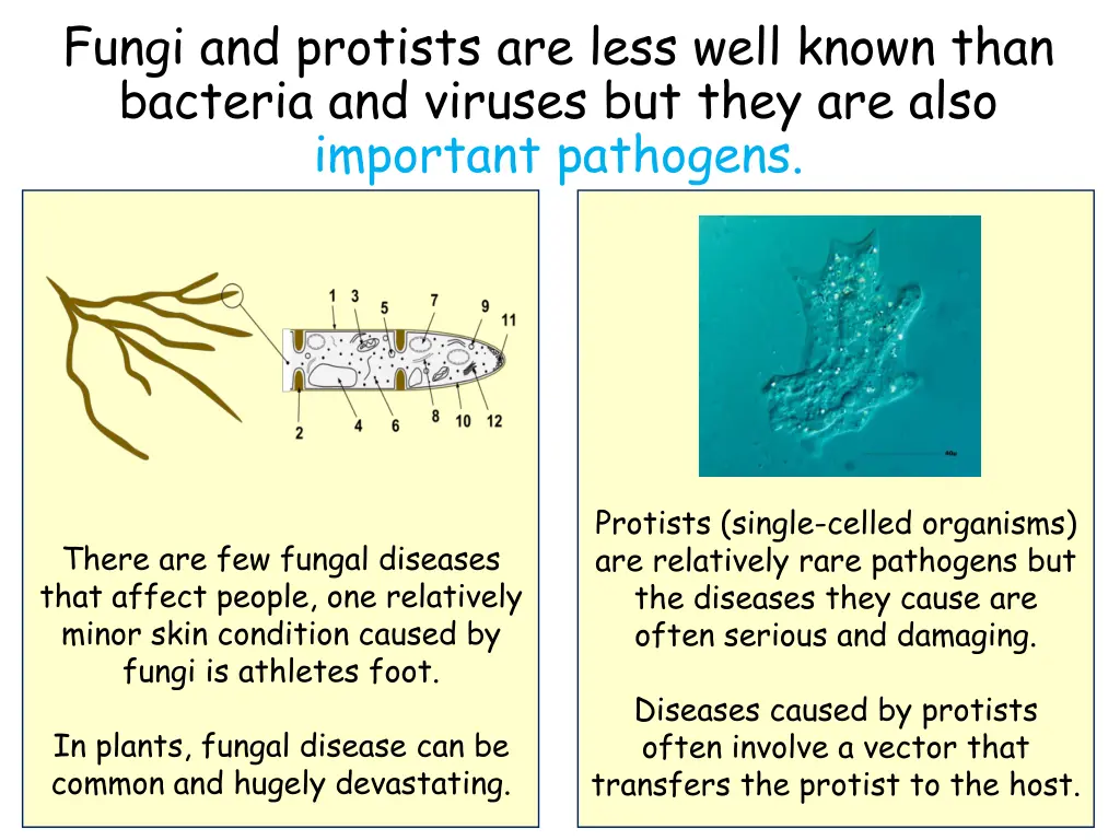 fungi and protists are less well known than