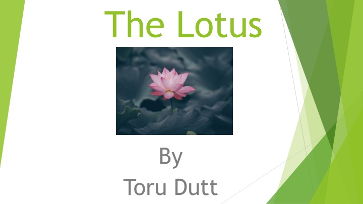 the lotus