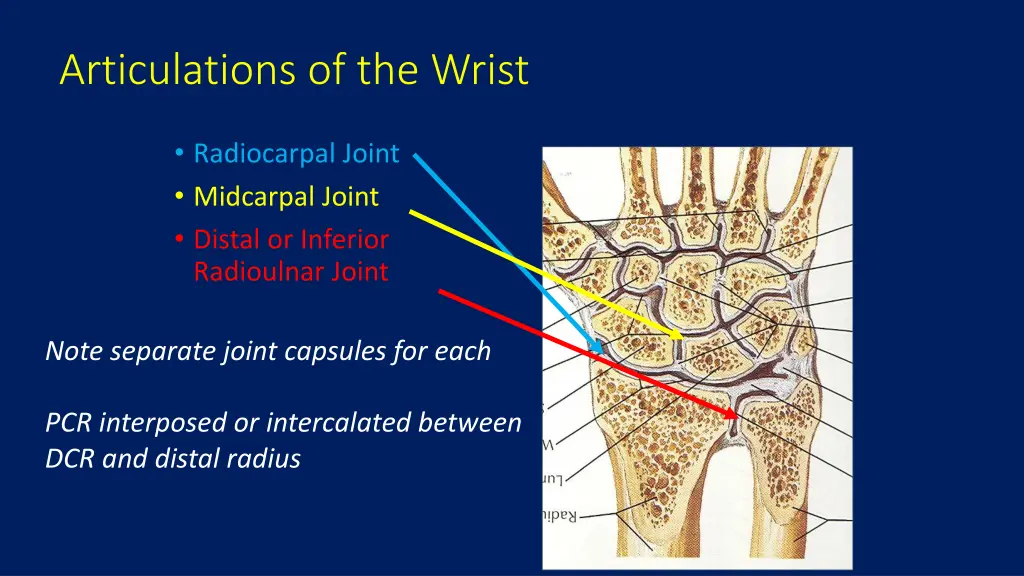 articulations of the wrist