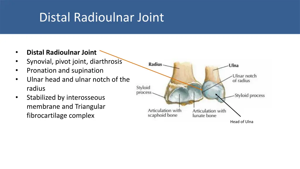 distal radioulnar joint