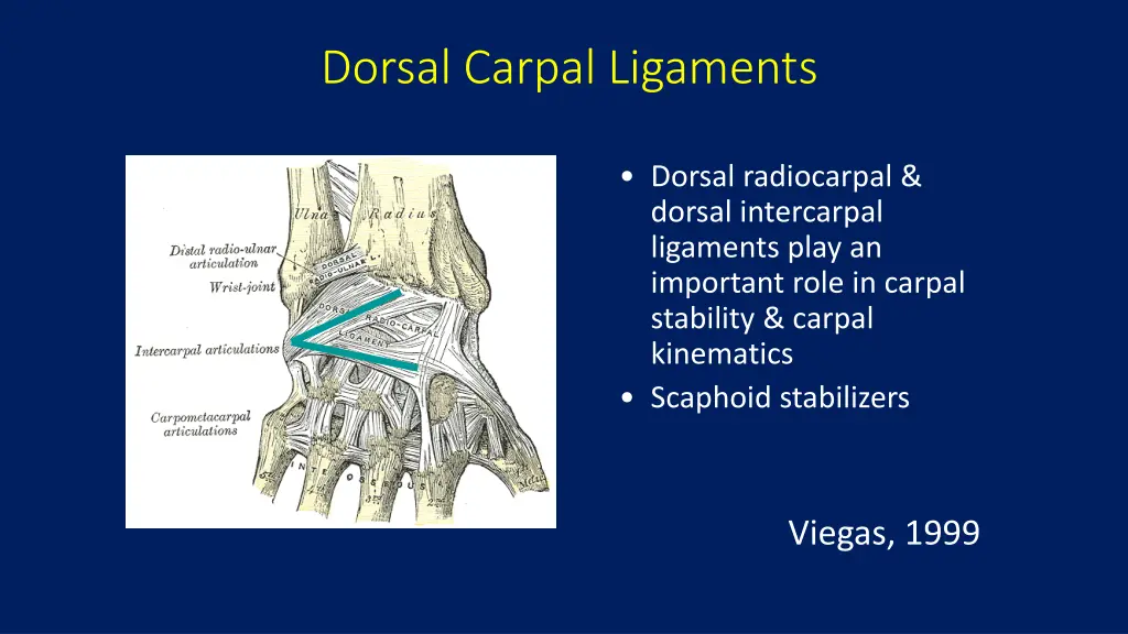 dorsal carpal ligaments