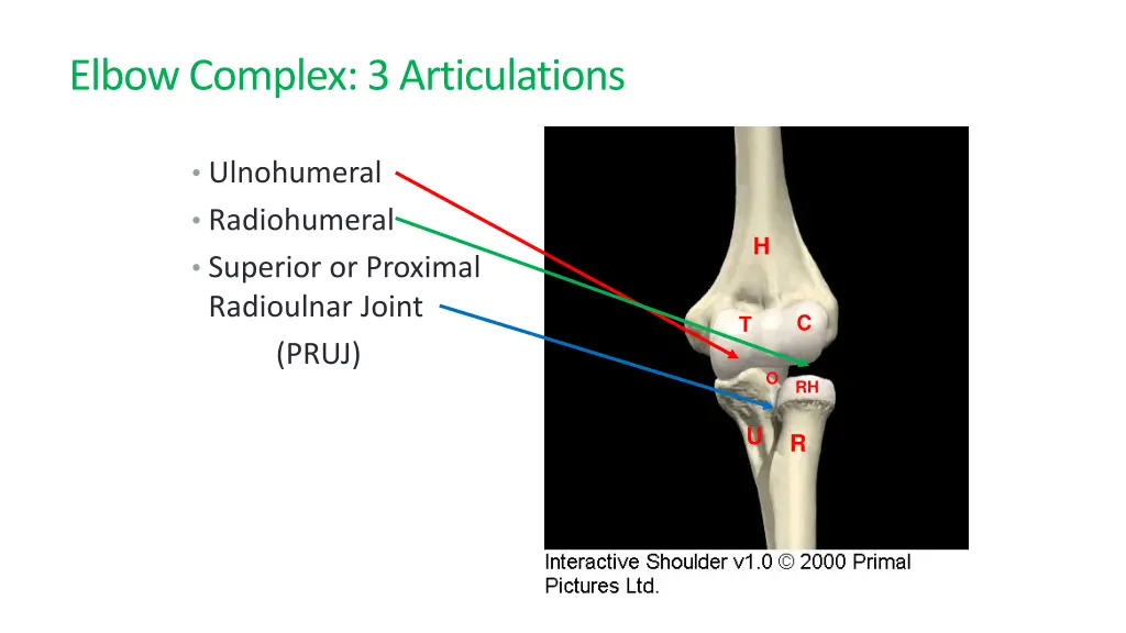 elbow complex 3 articulations