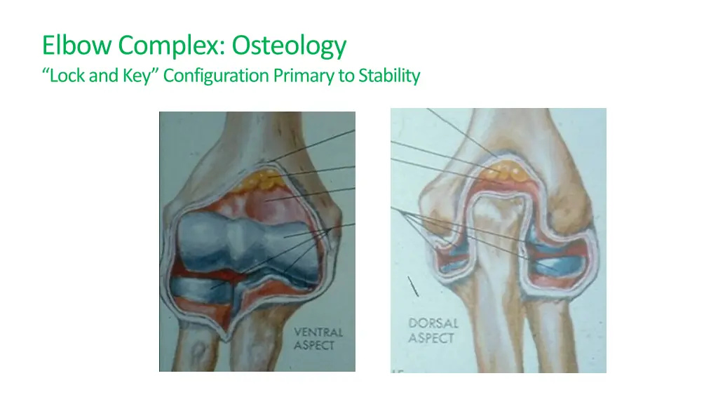 elbow complex osteology lock