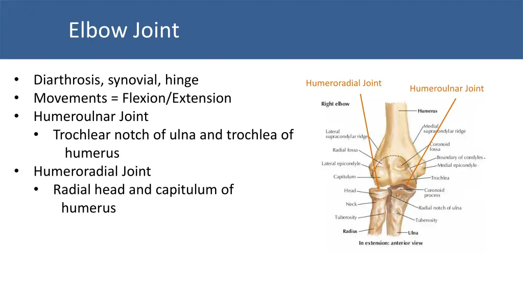 elbow joint