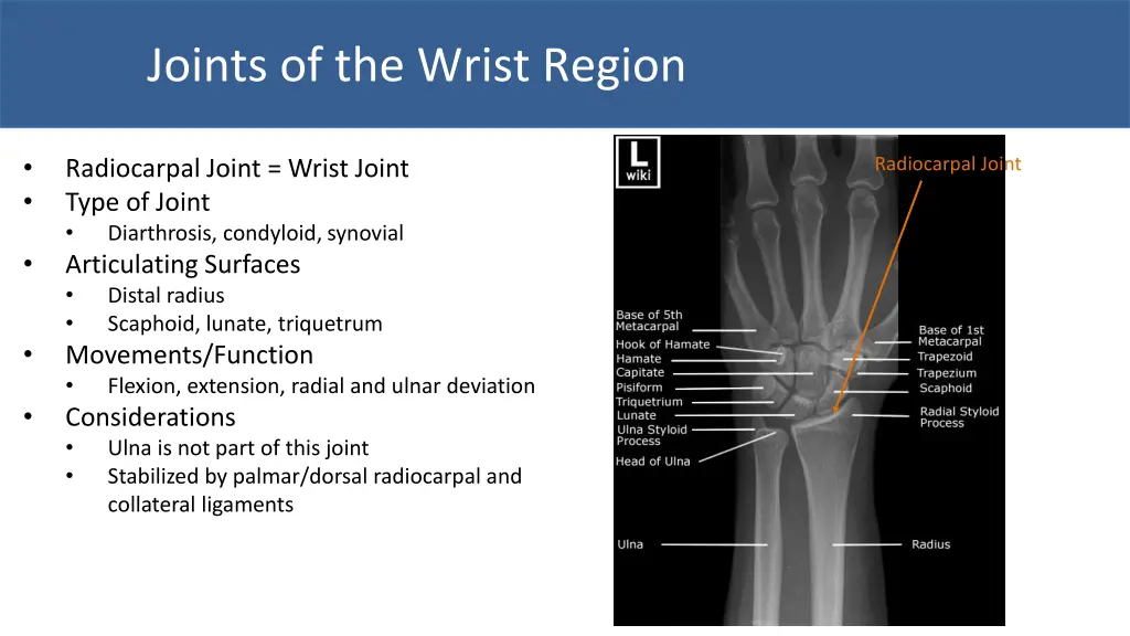 joints of the wrist region