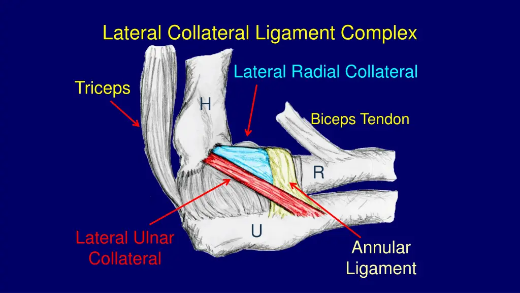 lateral collateral ligament complex