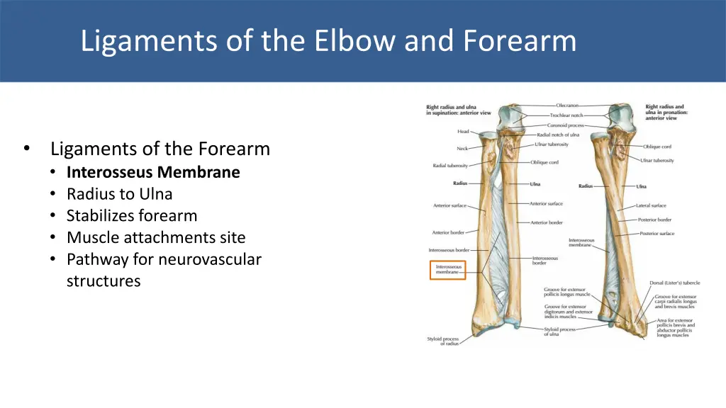 ligaments of the elbow and forearm