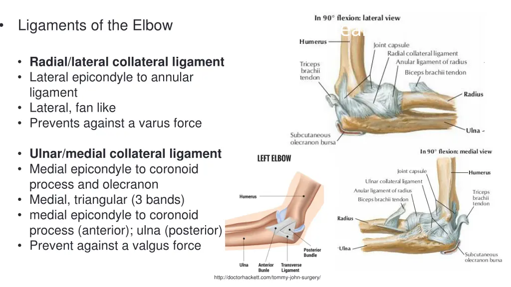 ligaments of the elbow