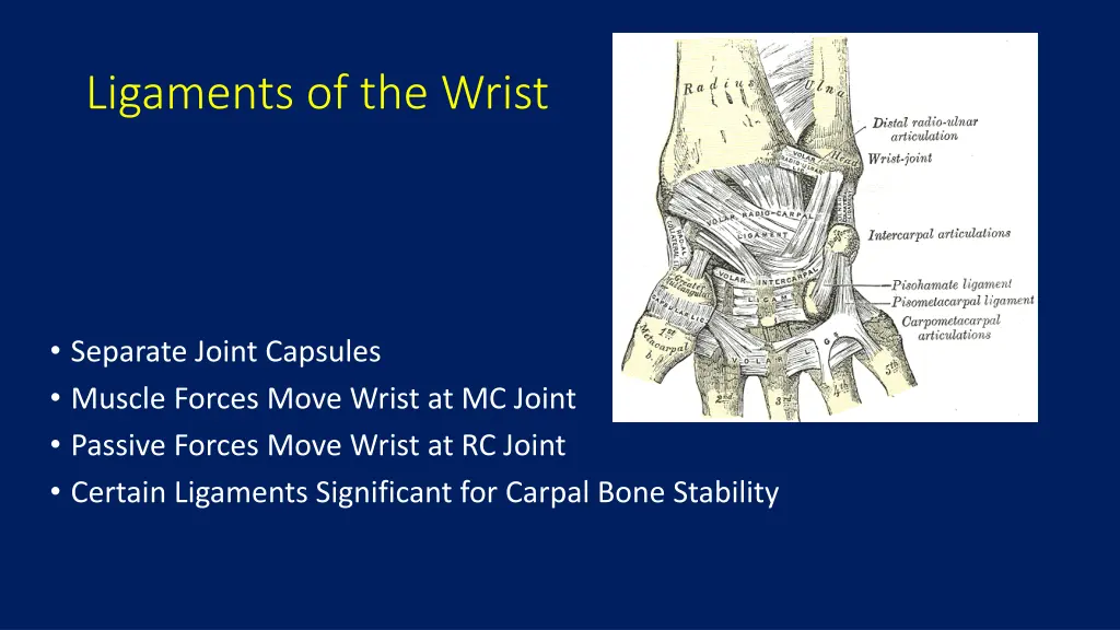 ligaments of the wrist