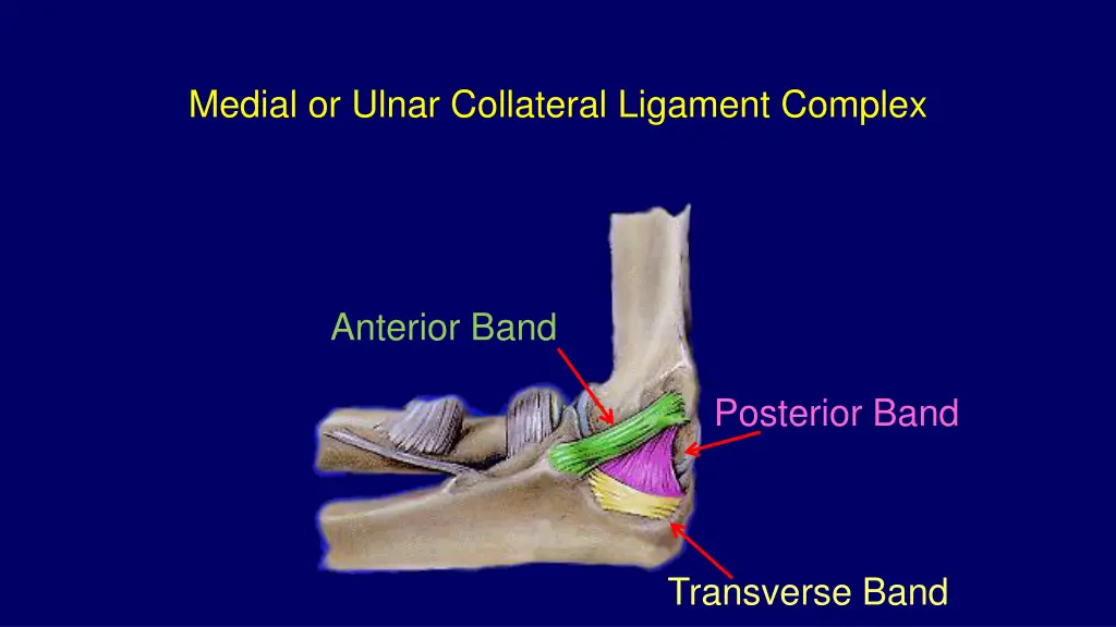 medial or ulnar collateral ligament complex