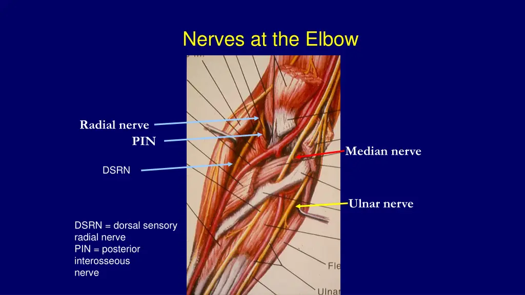 nerves at the elbow