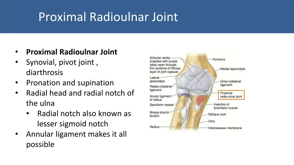 proximal radioulnar joint