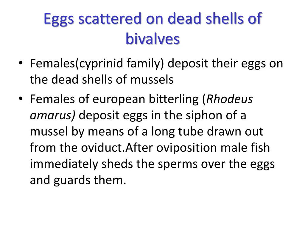 eggs scattered on dead shells of bivalves