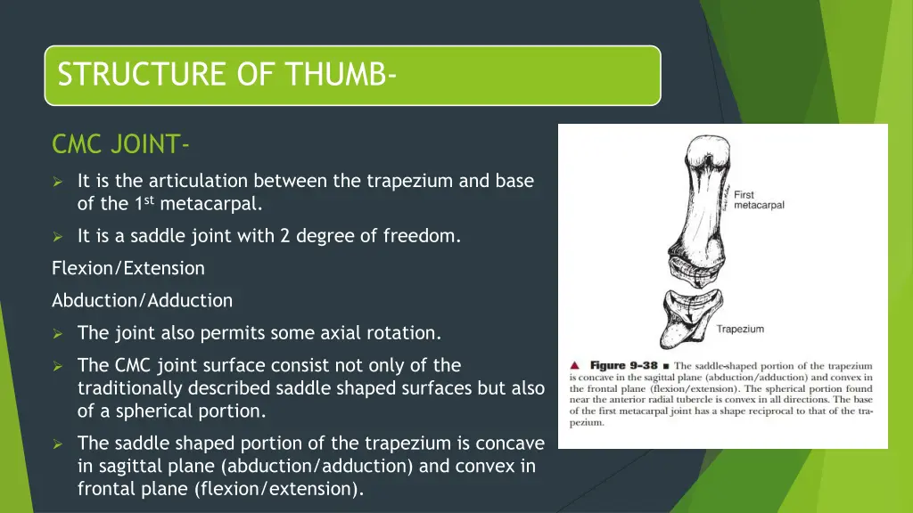 structure of thumb