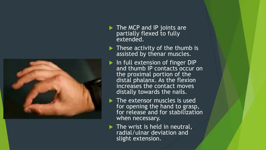 the mcp and ip joints are partially flexed