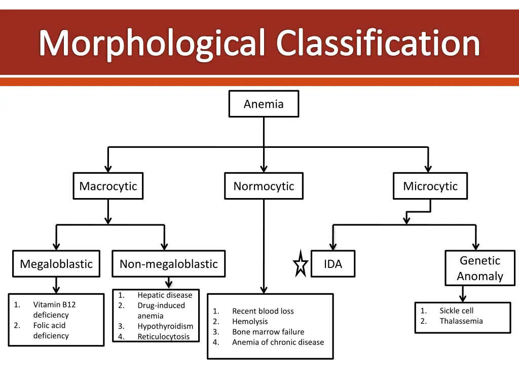 morphological classification