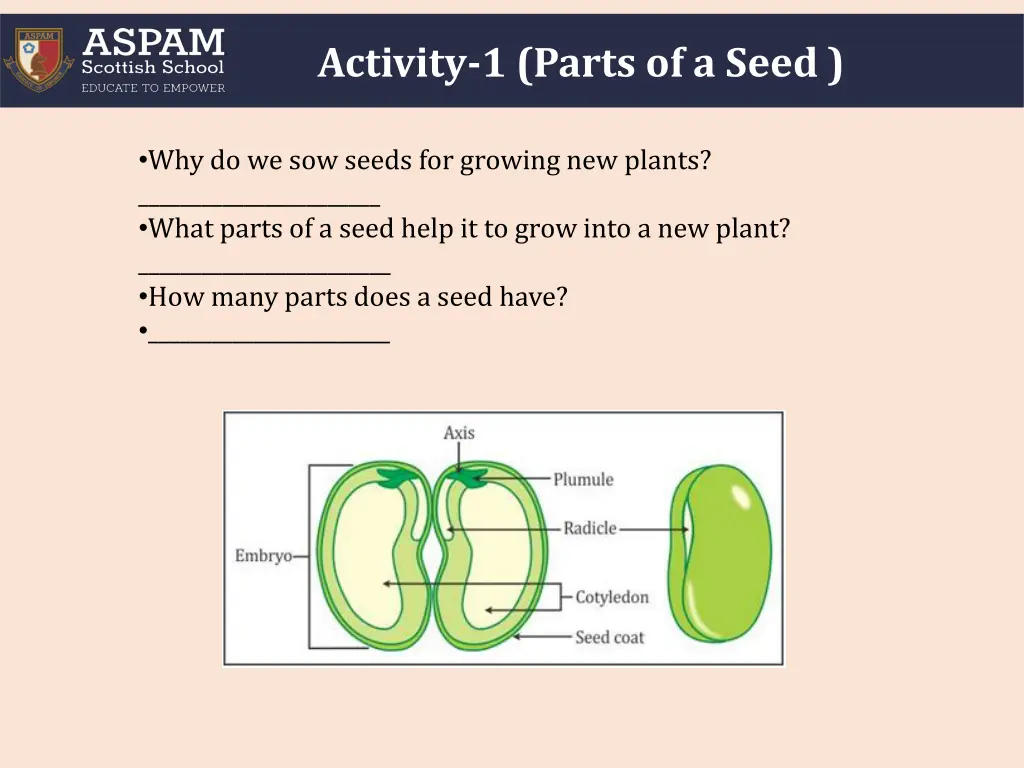 activity 1 parts of a seed