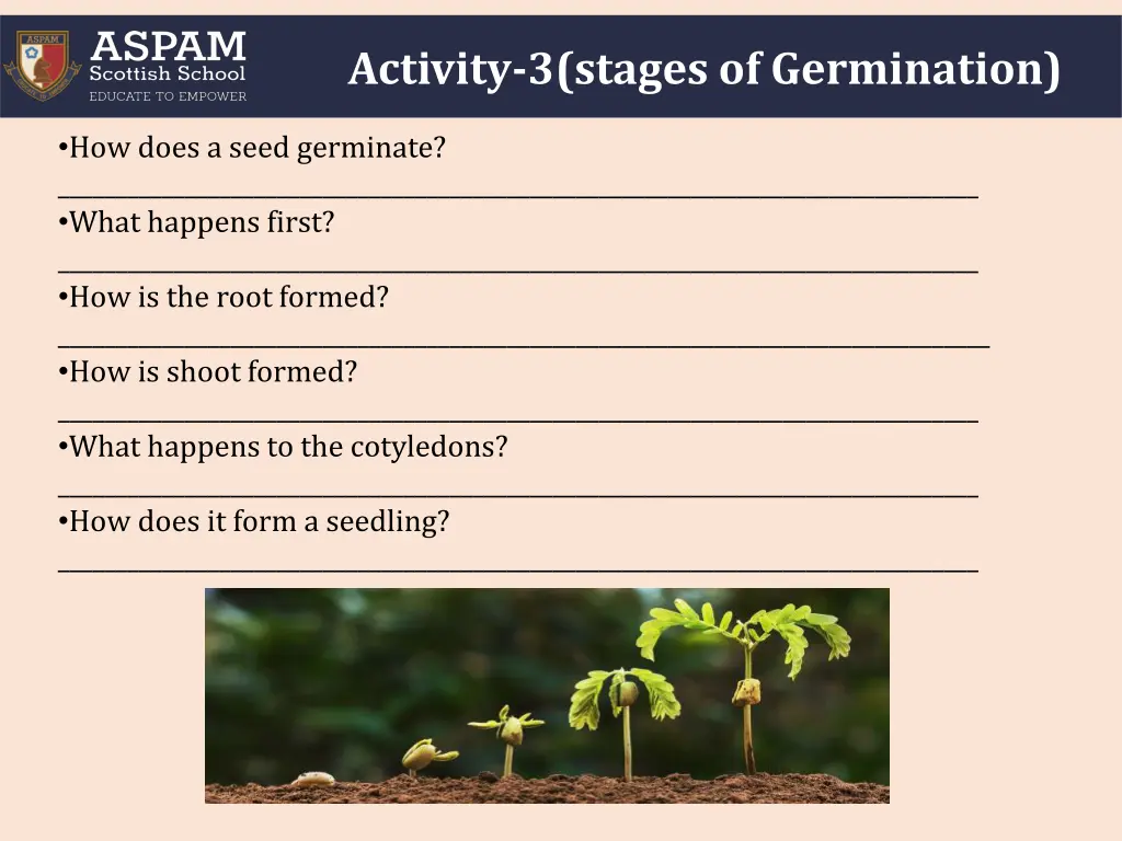 activity 3 stages of germination