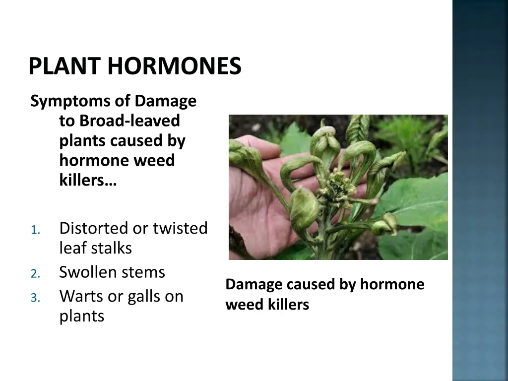 plant hormones 8