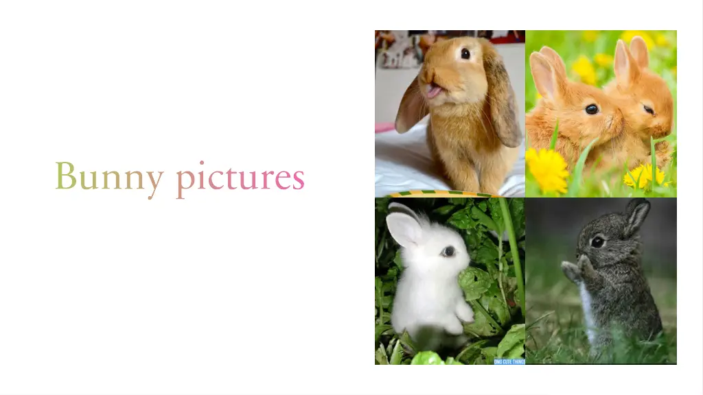 bunny pictures