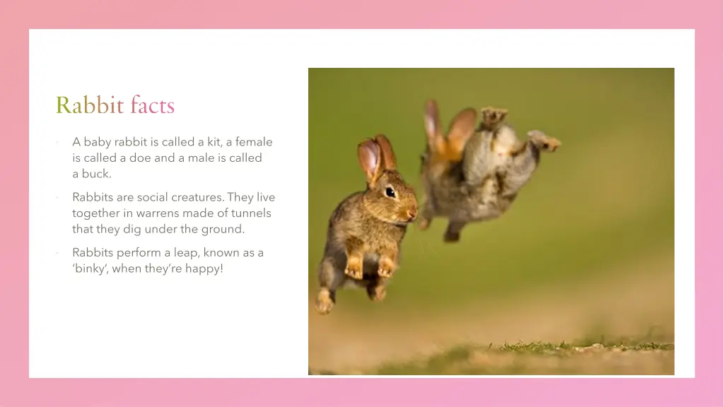 rabbit facts