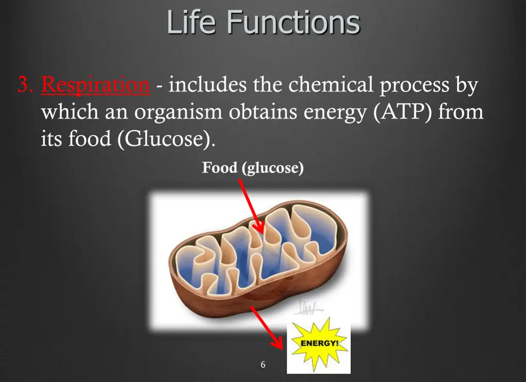 life functions 2