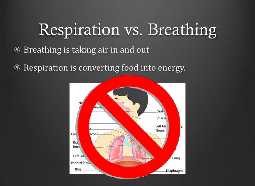 respiration vs breathing