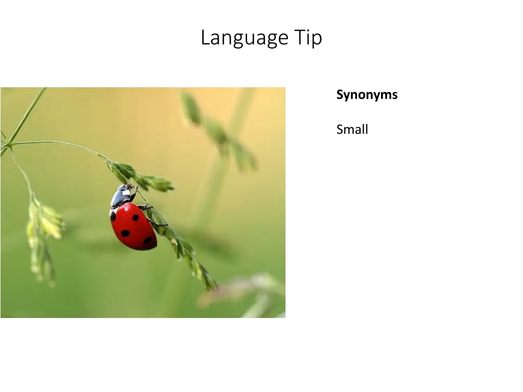 language tip 20